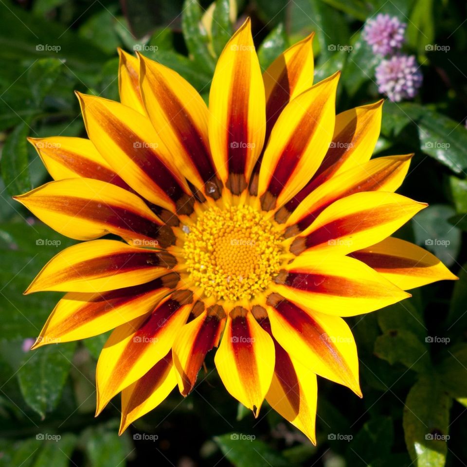 Yellow brown flower