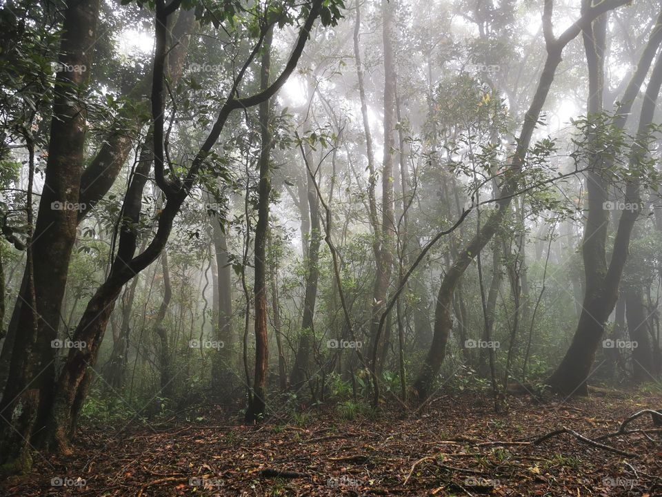 Misty Nilgiri Mountain Forest, Tamilnadu, India.