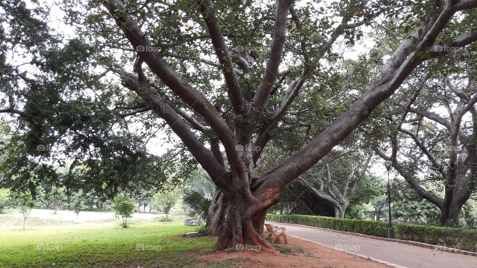 huge tree