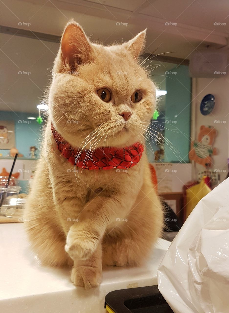 cat cafe korea
