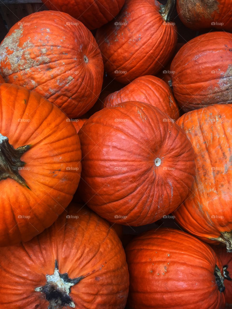 Pumpkins 