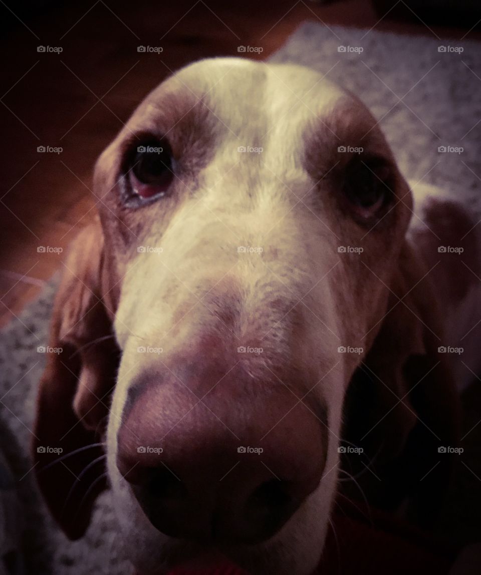 Portrait of basset hound