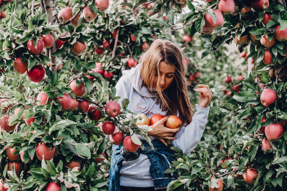 Picking apple