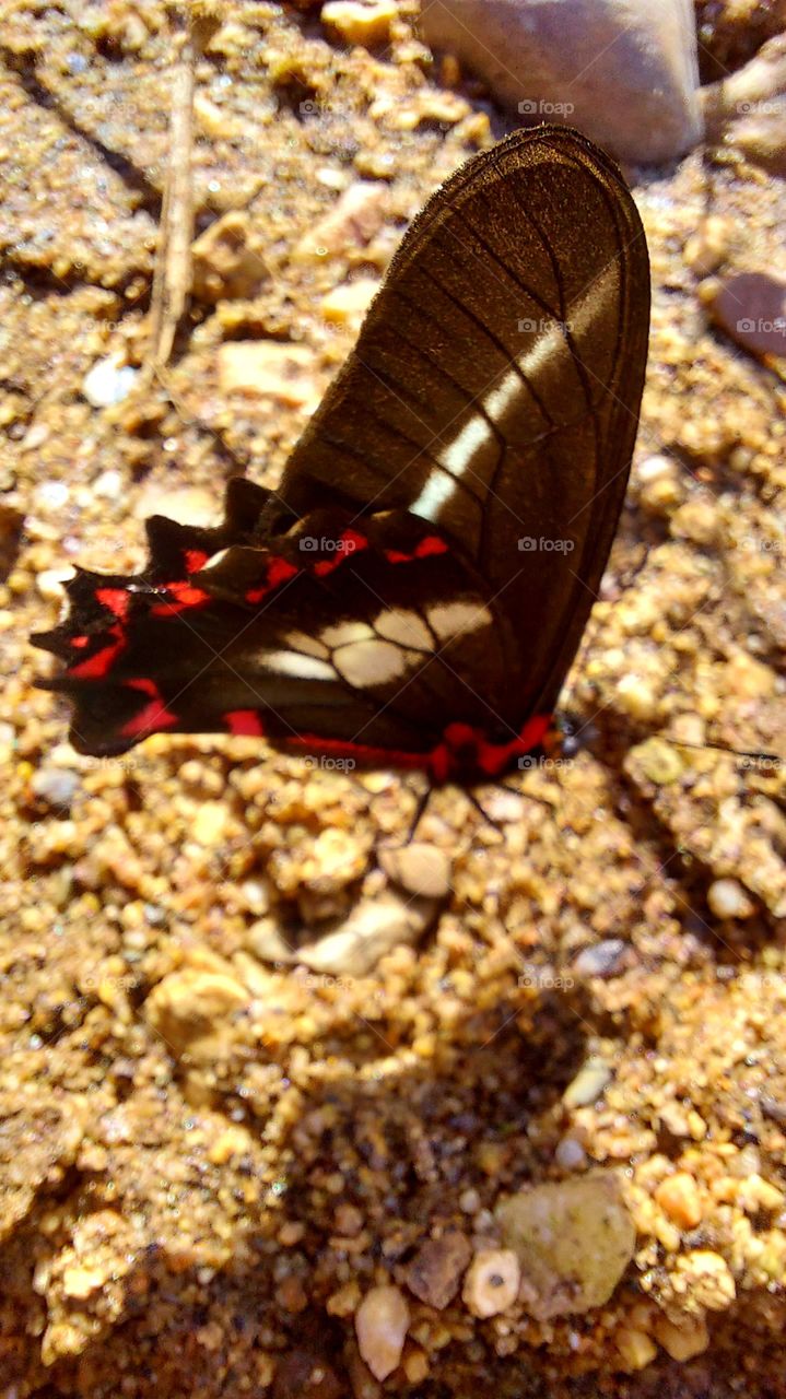 Borboleta linda, preta com detalhes vermelho e branco,  uma delicadeza.