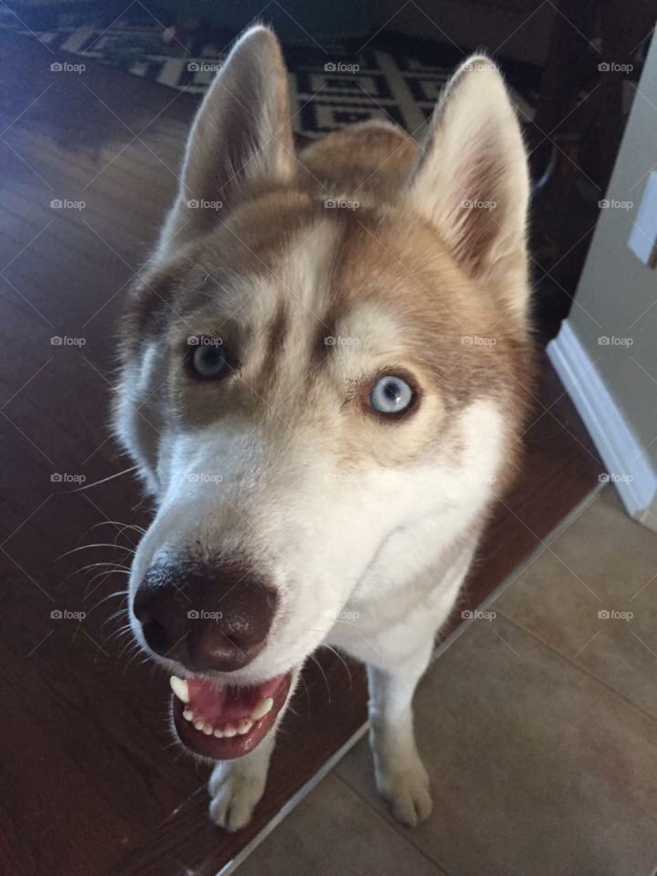 Closeup to husky face