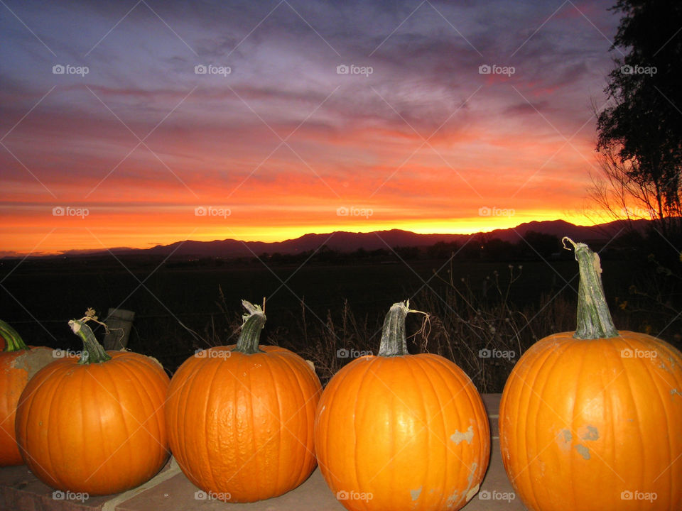 Pumpkin, Halloween, Fall, Pasture, No Person
