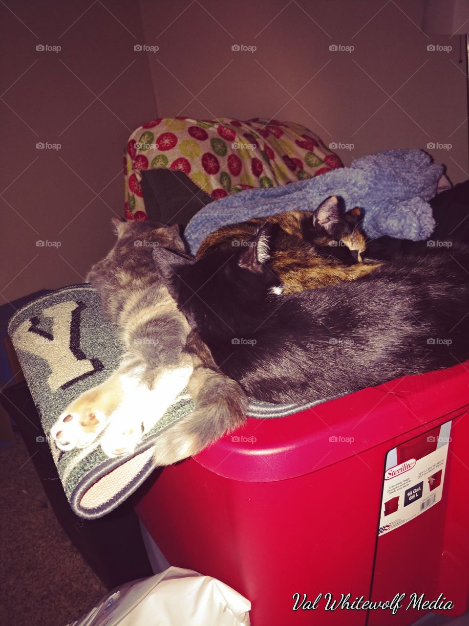 three,kittens,red,box,sleeping,