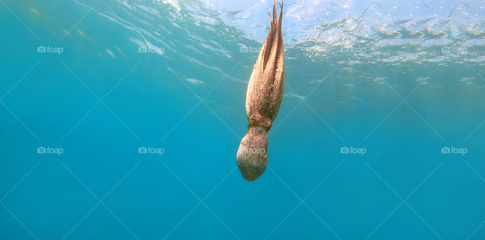 Wild octopus swimming in clear water seascape