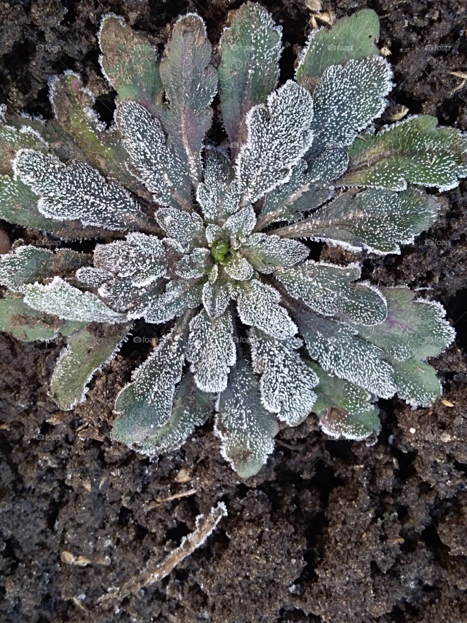 frozen plant