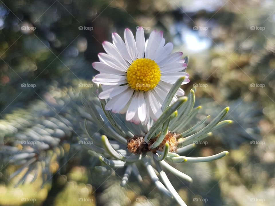 close-up spring flower