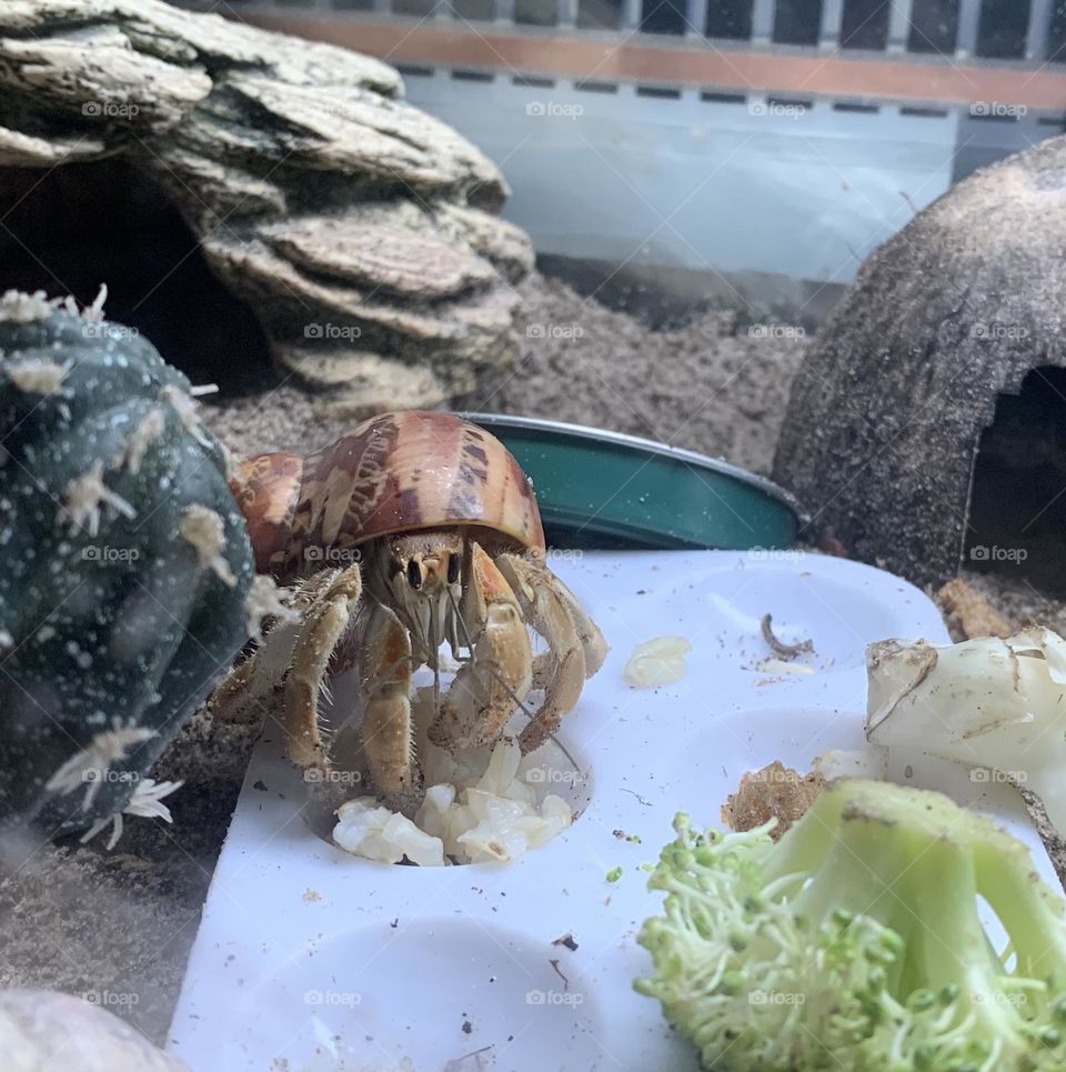 Hermit crab life. Warmth, humidity, fruits and veggies, hides, and all kinds of things to climb on. 