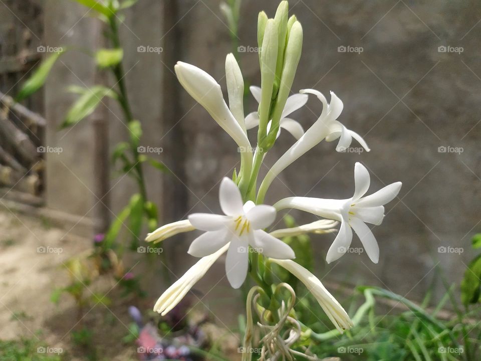 beautiful little white flower for you