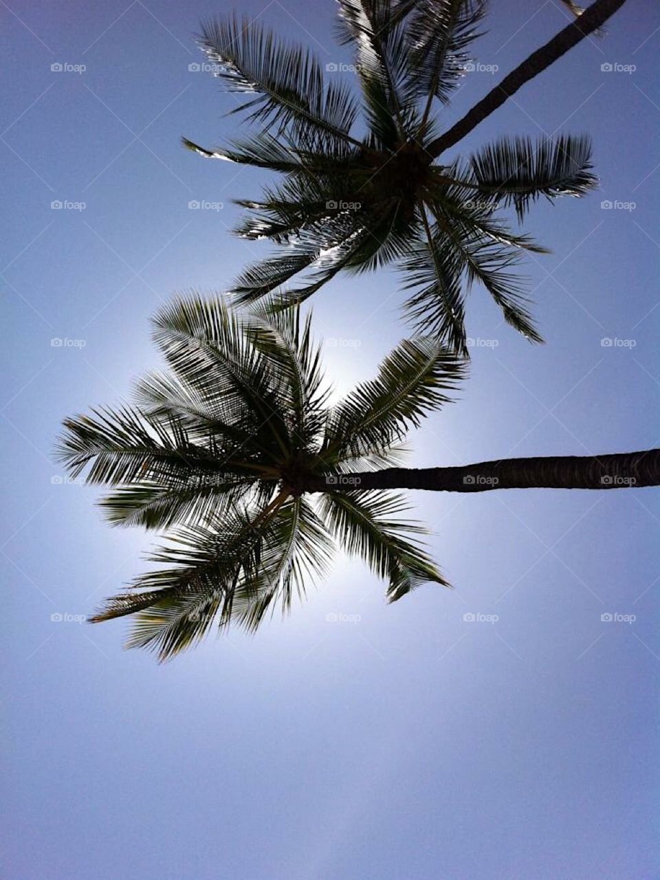 Under the Maui palms near the black sands beach.