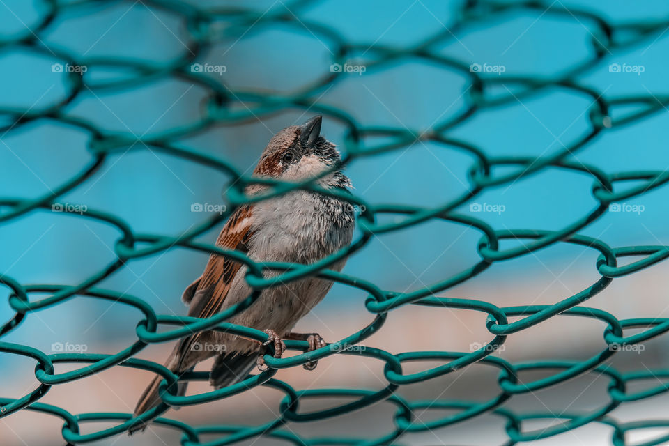 Sparrow looking up