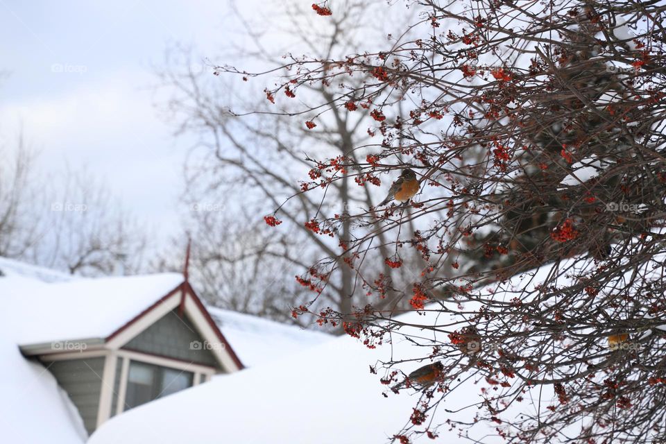 Birds on branches in winter 