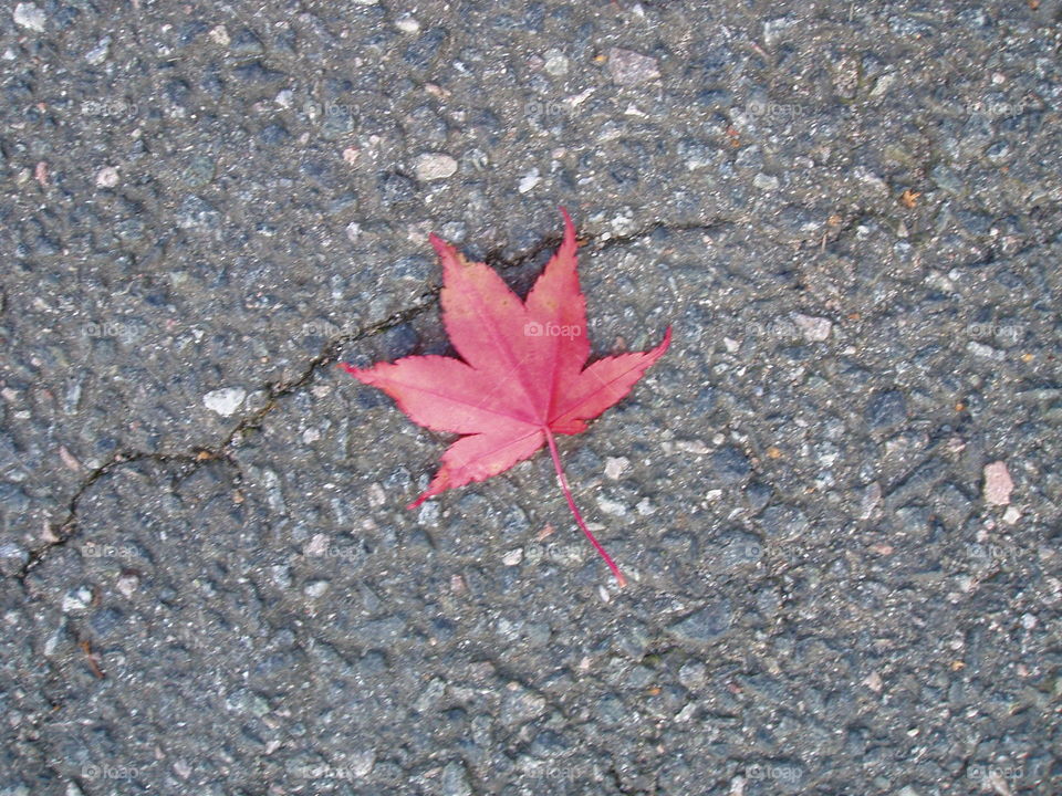 Red leaf