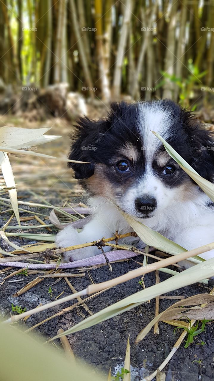 Puppy amongst the leaves