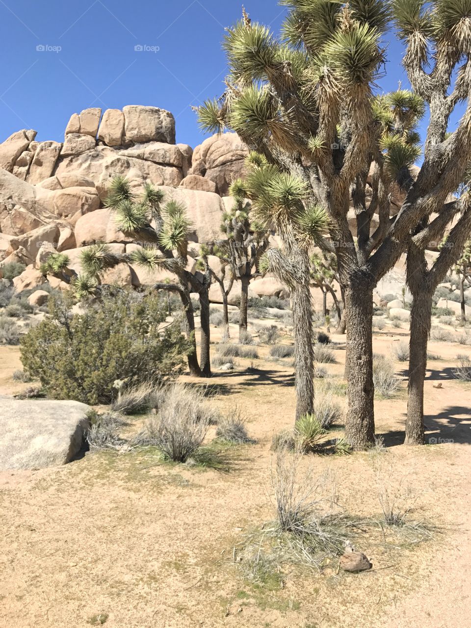 Joshua Trees