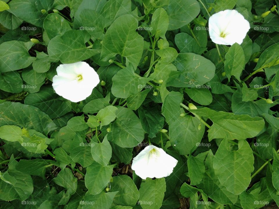 Blooms. Blooms on a vine. The mulch brought these seeds