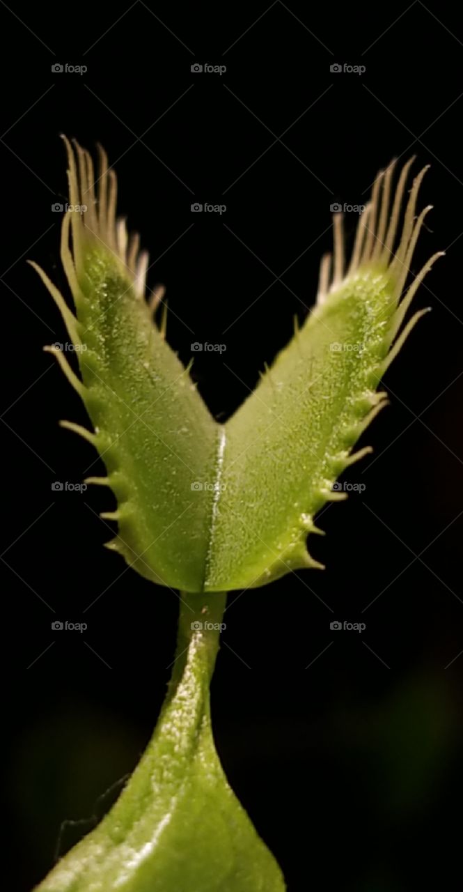 Venus flytrap