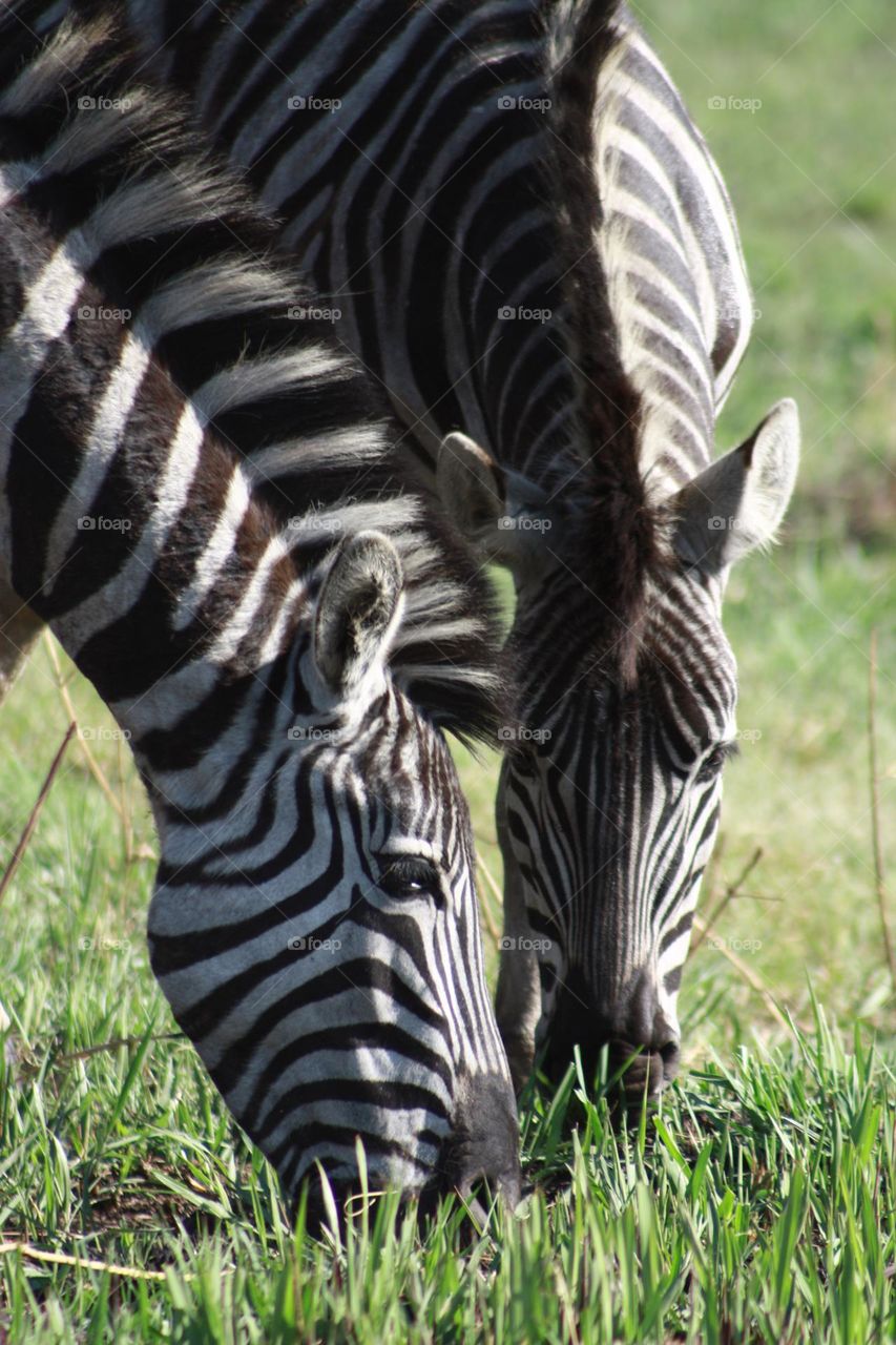 zebra