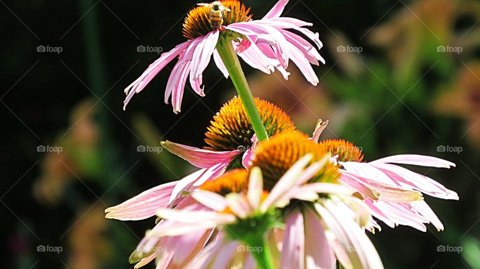 Cone flowers bee enjoys