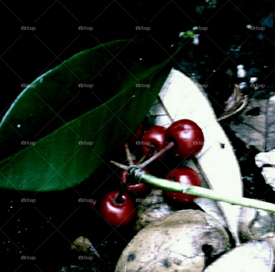 holly berries