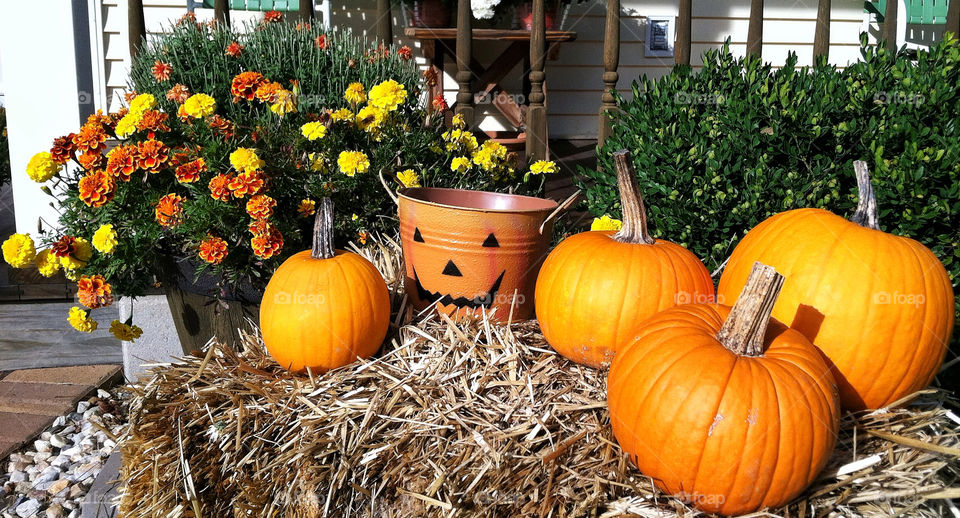 orange autumn hay mums by delvec