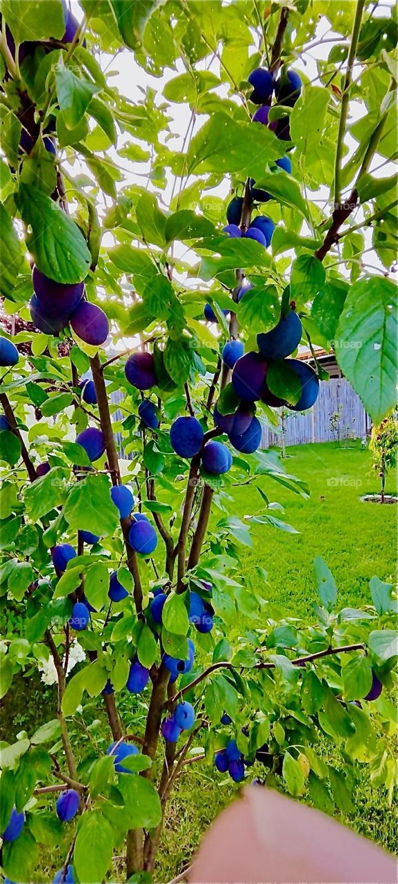 The little plum tree stands ready to be harvested, full of big juicy plump plums that ripened fabulously in the late August sunshine in the garden of the beautiful one story house in “Lower Bavaria”, Germany. 2024. Hypnotic Productions