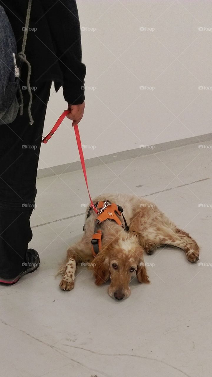 Lazy dog lying on the floor