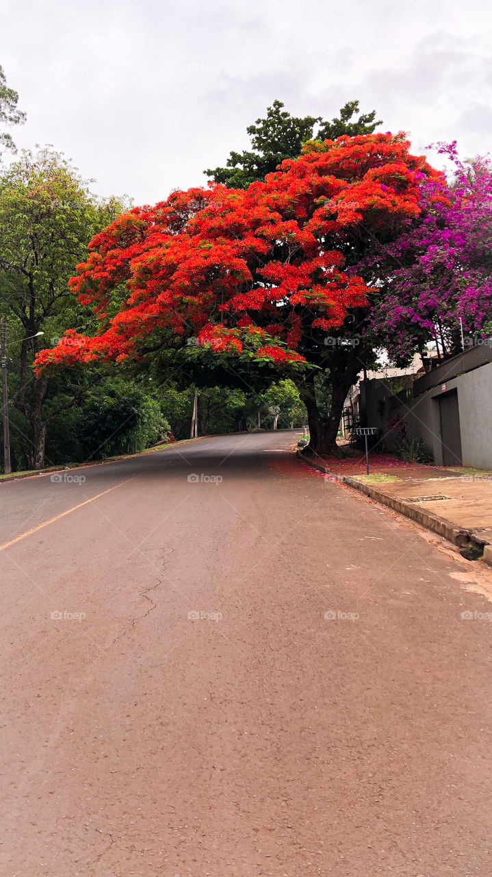 Red tree. Brazil 🇧🇷