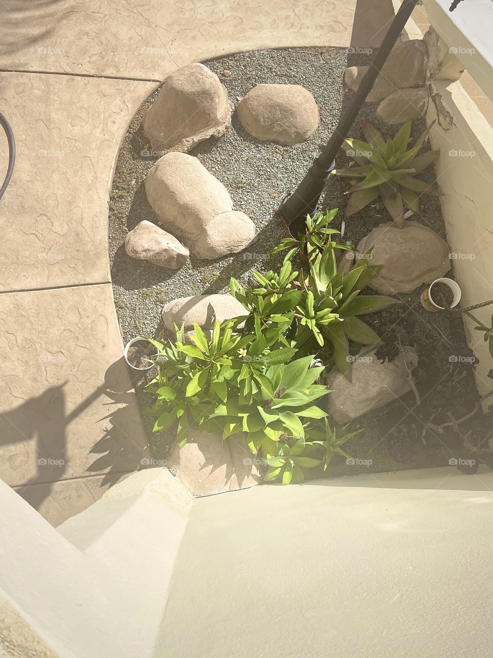 Plant view from on top of stairs ~ Vista de las plantas desde arriba de las escaleras 