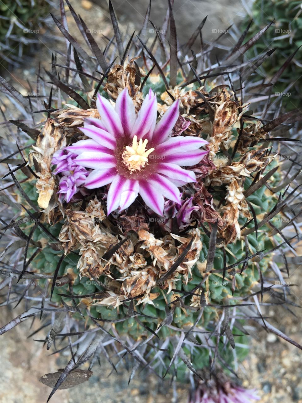 Cactus Flower
