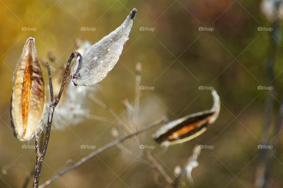 Seed pods 