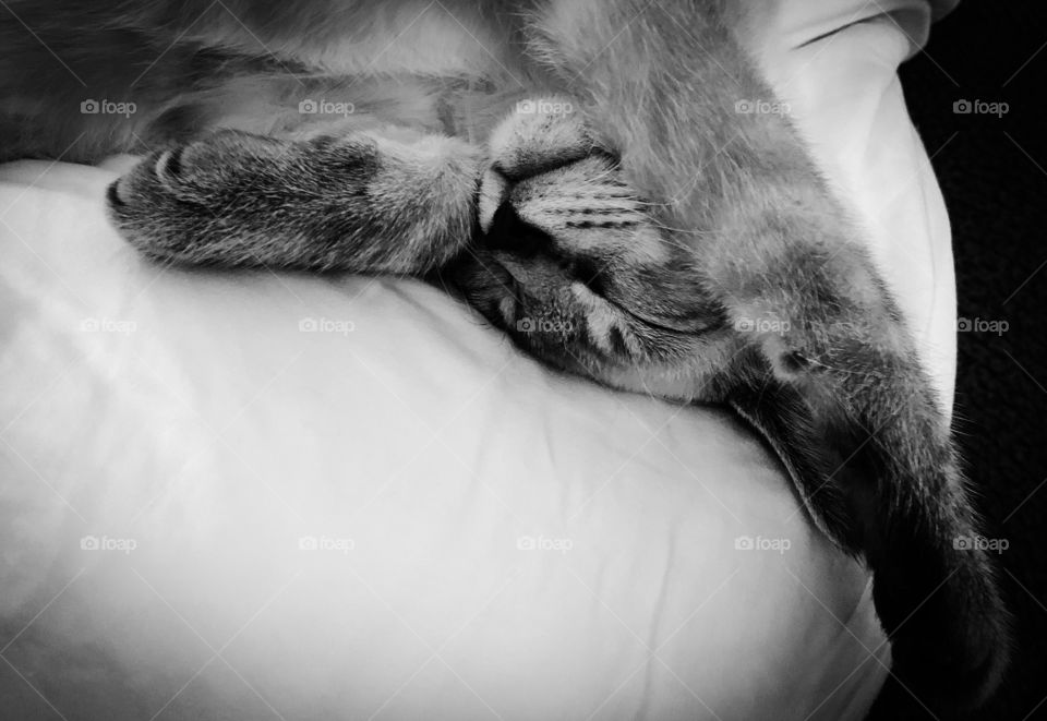 Black and white sleeping kitten