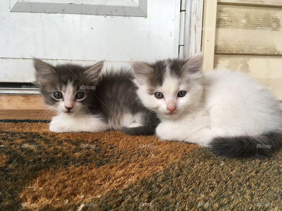 Kittens on the doormat. 