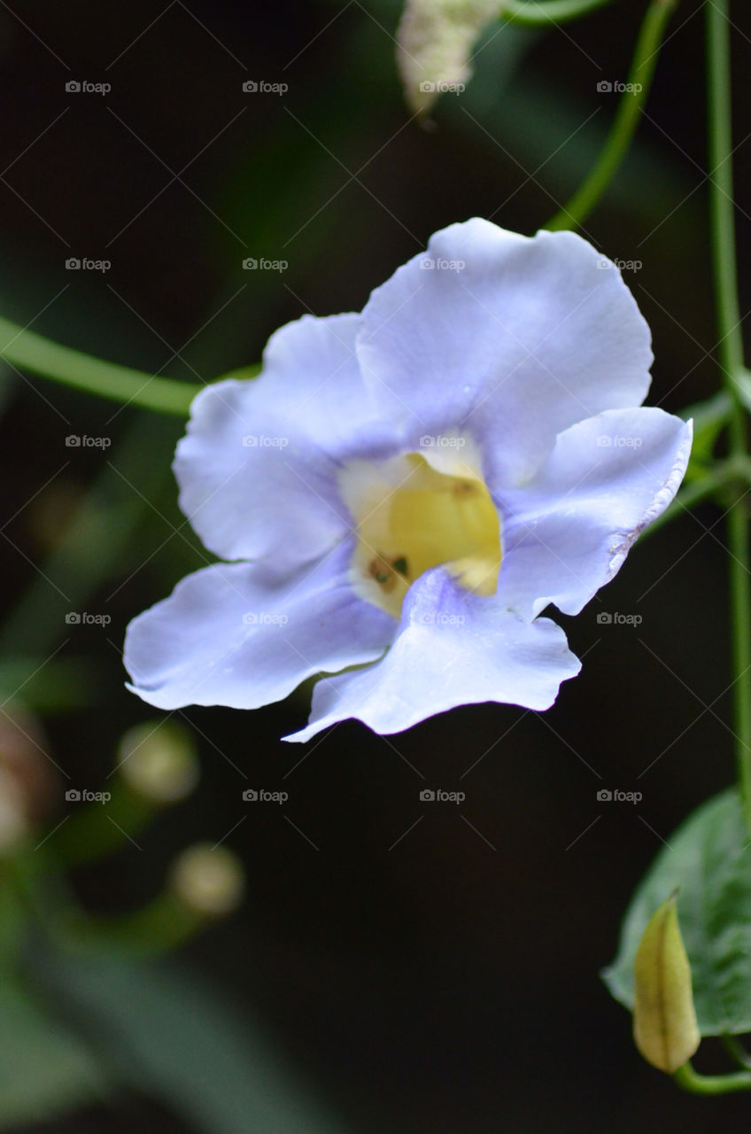 flower macro white by CatherineGillam1984