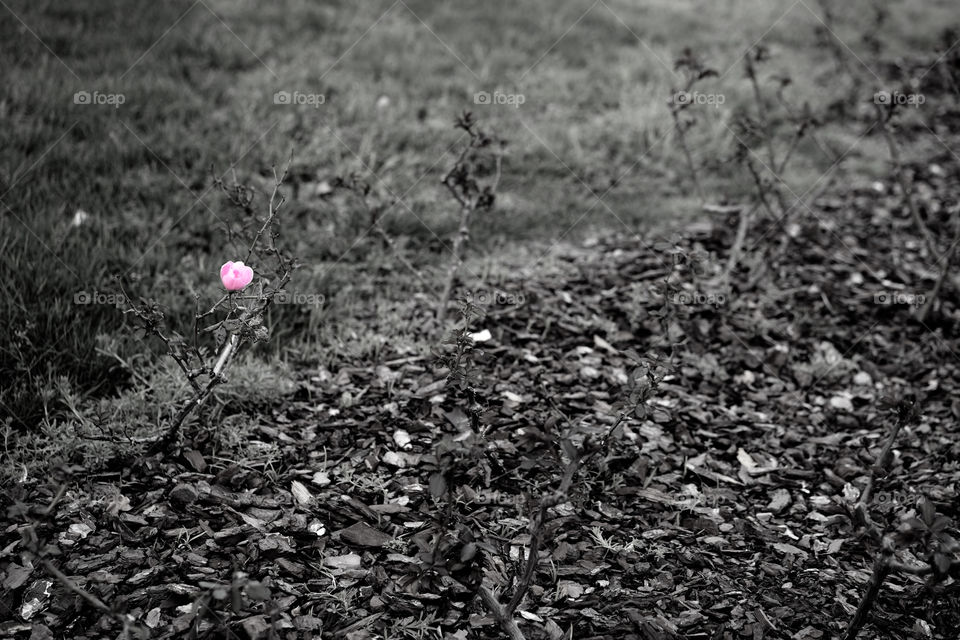 Rosa solitaria