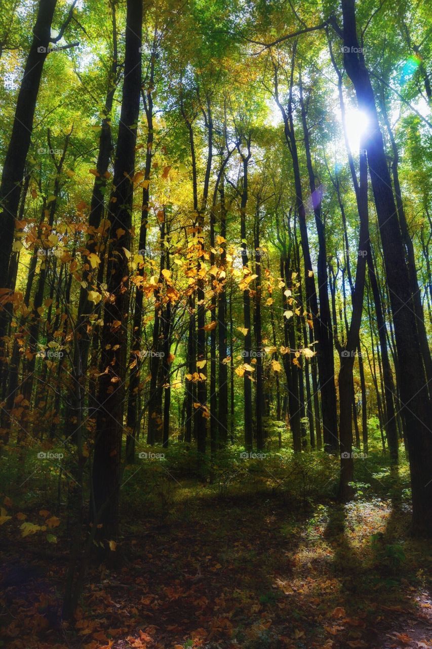 Light in the forest