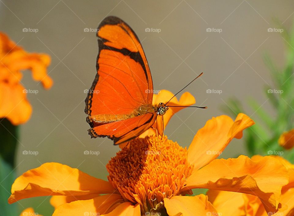 Orange butterfly