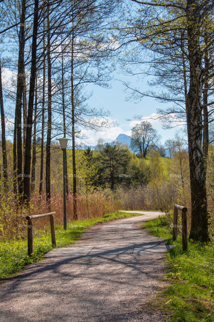 Road passing through the forest