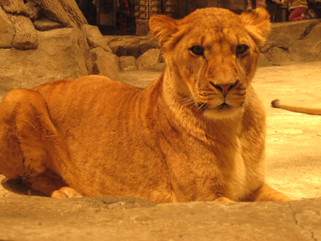 face animal power lion by jeanello