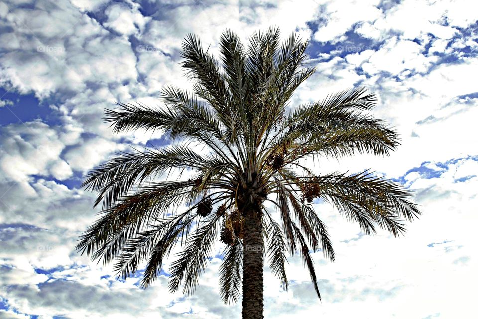 No Person, Nature, Tree, Tropical, Palm