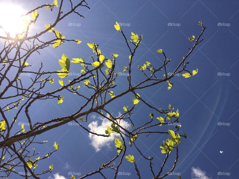Spring buds on a fig tree