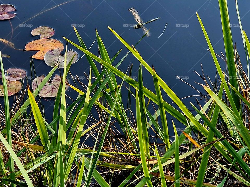 Dragonfly at the pond