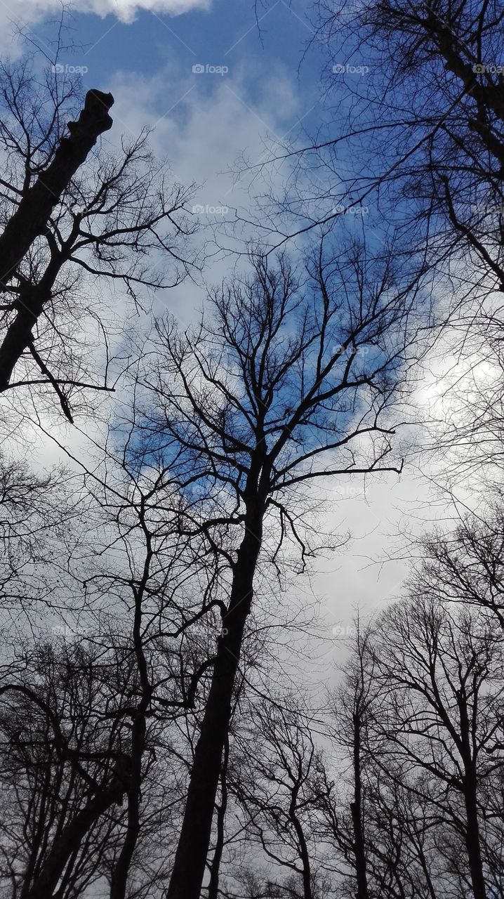 A beautiful sky, and trees.