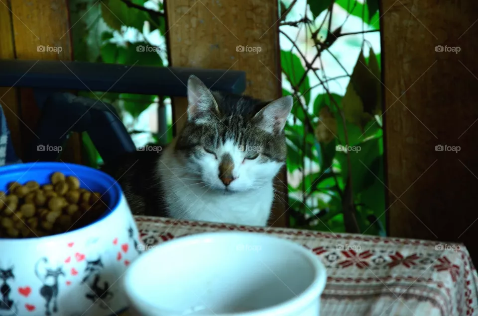 cat