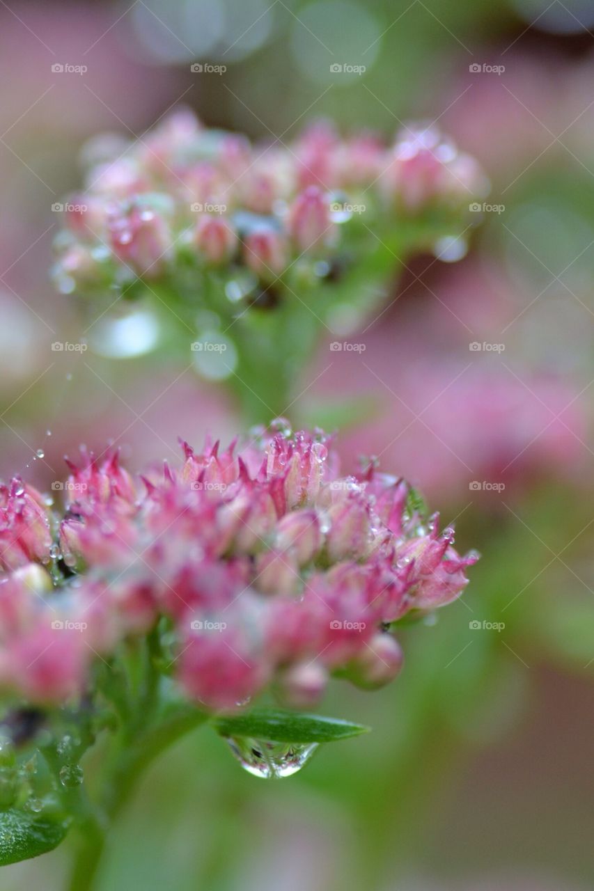 pink flower macro plant by zea7
