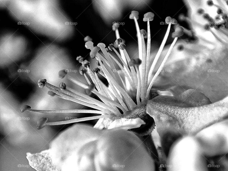 A beautiful macro shot in black and white of an apple tree flower with white petals and stunning stamens