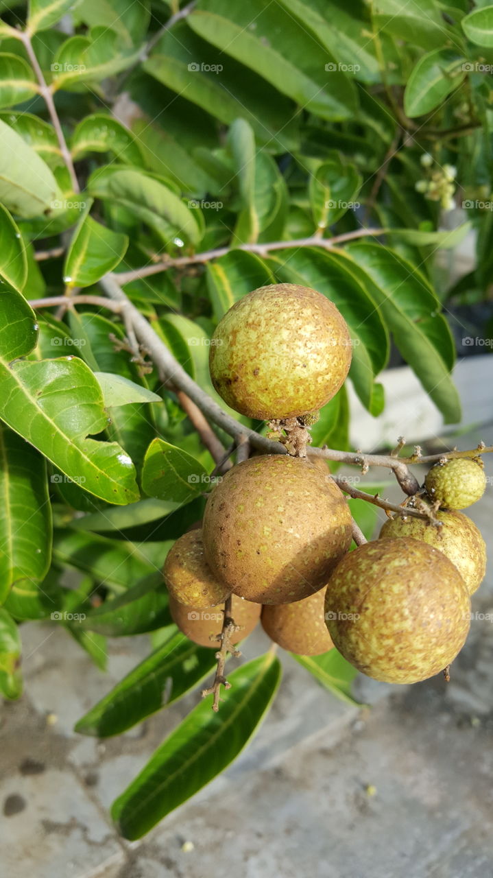 fruite tree natural sun
